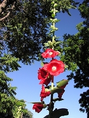 P1010036.jpg