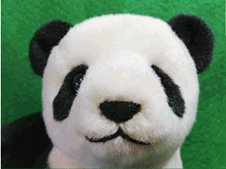 npopanda.gif